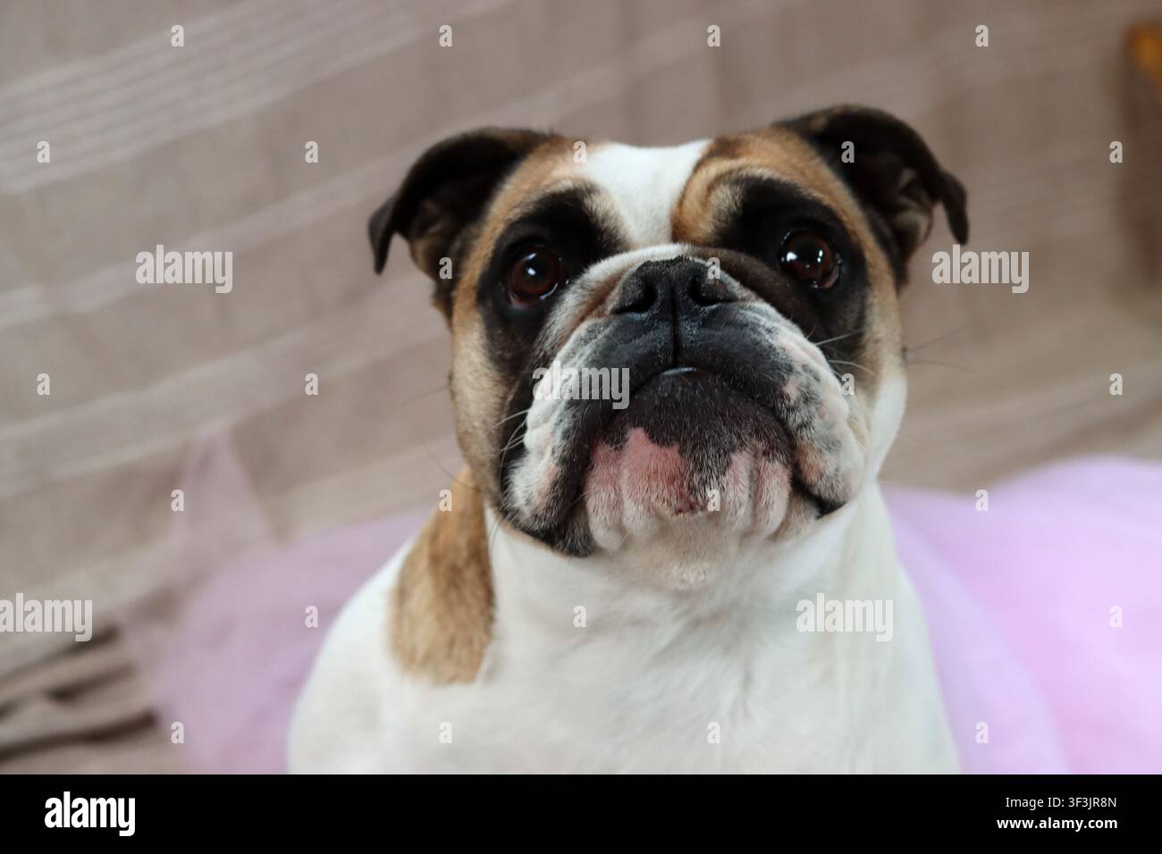 Buldog inglese con un tutù rosa che guarda l'obiettivo. Cane carino con una faccia buffa. Foto Stock