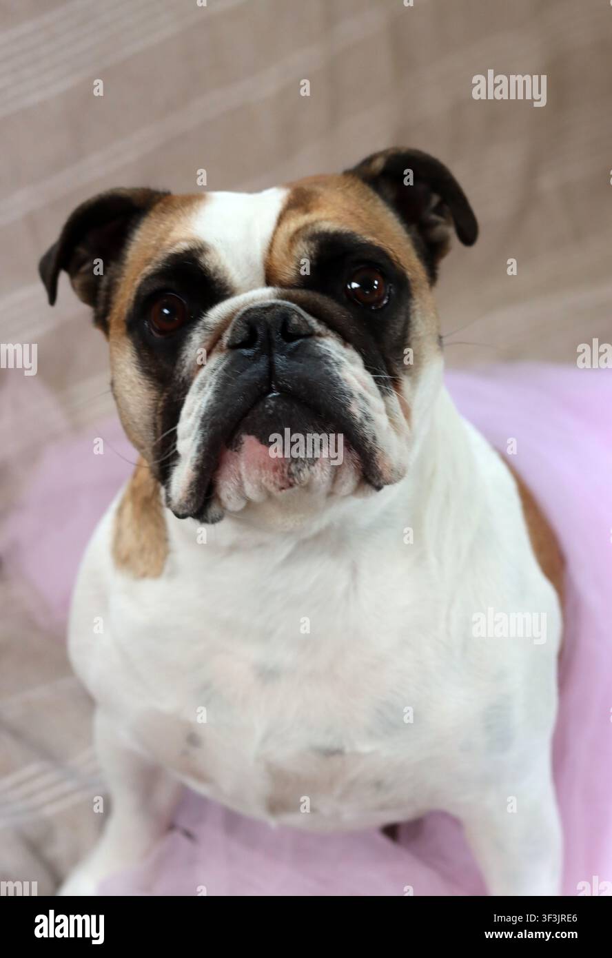 Buldog inglese con un tutù rosa che guarda l'obiettivo. Cane carino con una faccia buffa. Foto Stock