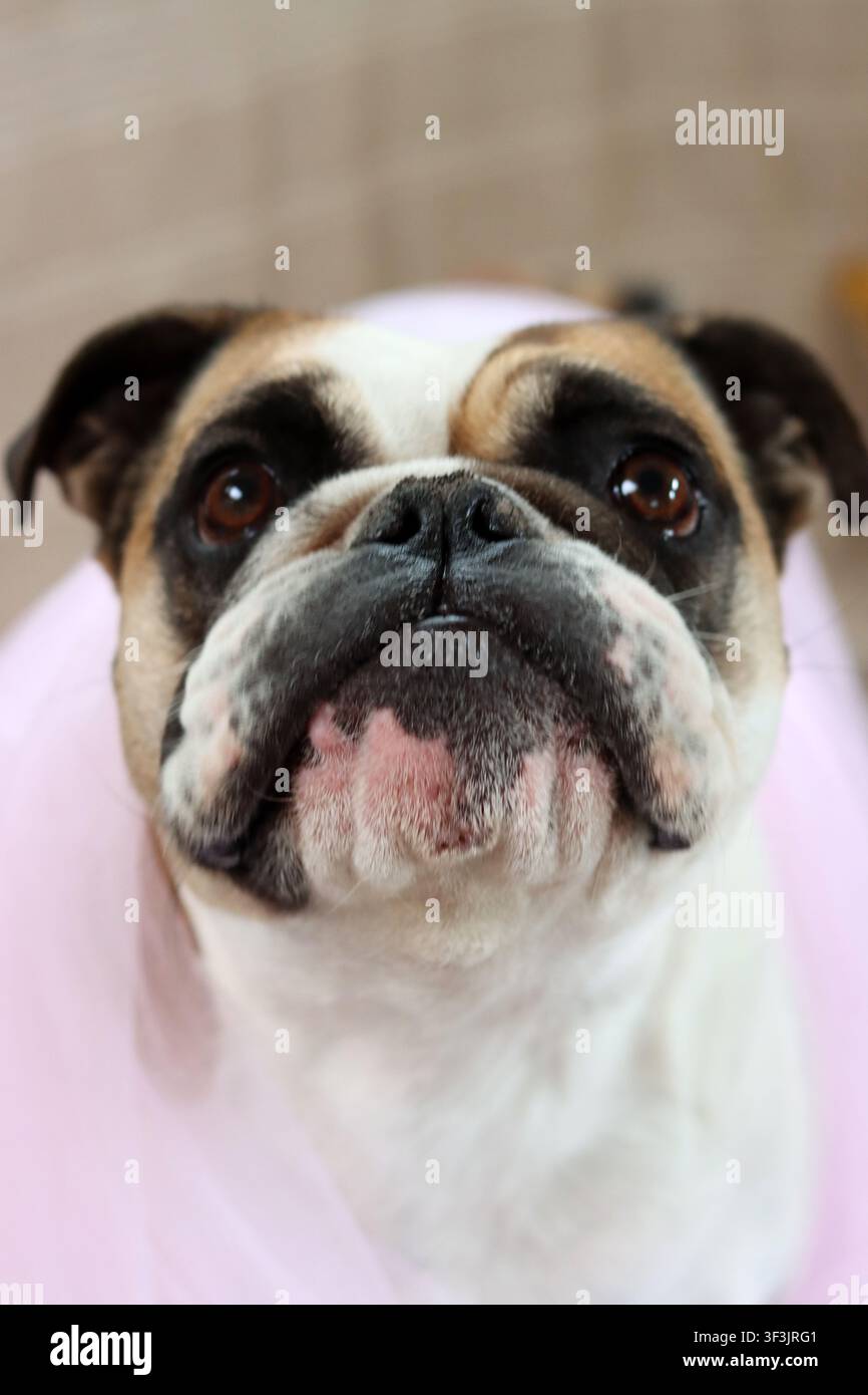 Buldog inglese con un tutù rosa che guarda l'obiettivo. Cane carino con una faccia buffa. Foto Stock