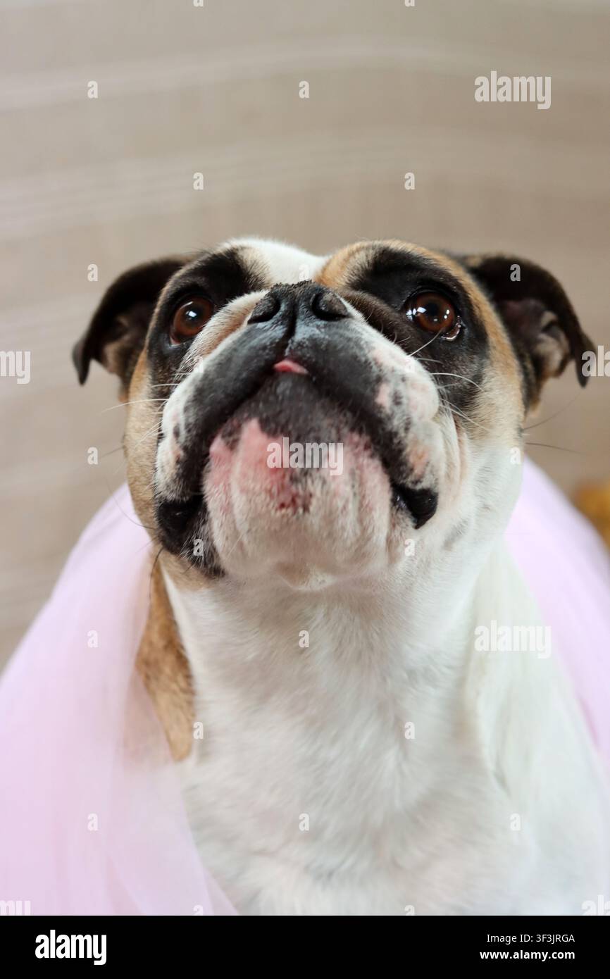 Buldog inglese con un tutù rosa che guarda l'obiettivo. Cane carino con una faccia buffa. Foto Stock