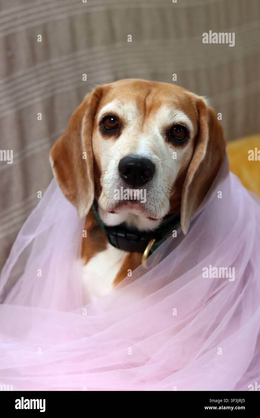 carino cane beagle Foto Stock