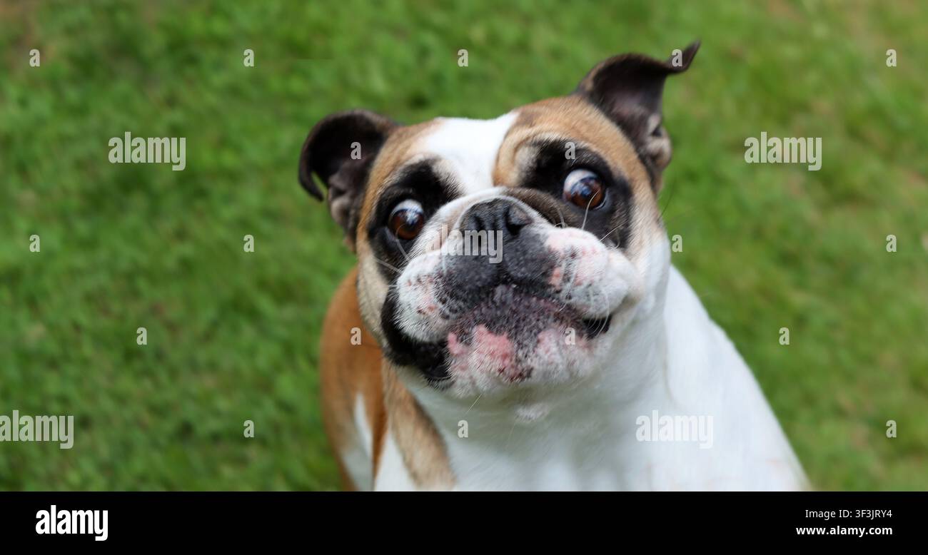 Bulldog inglese carino. Concetto di cane di famiglia. Razza braicefala. Foto Stock
