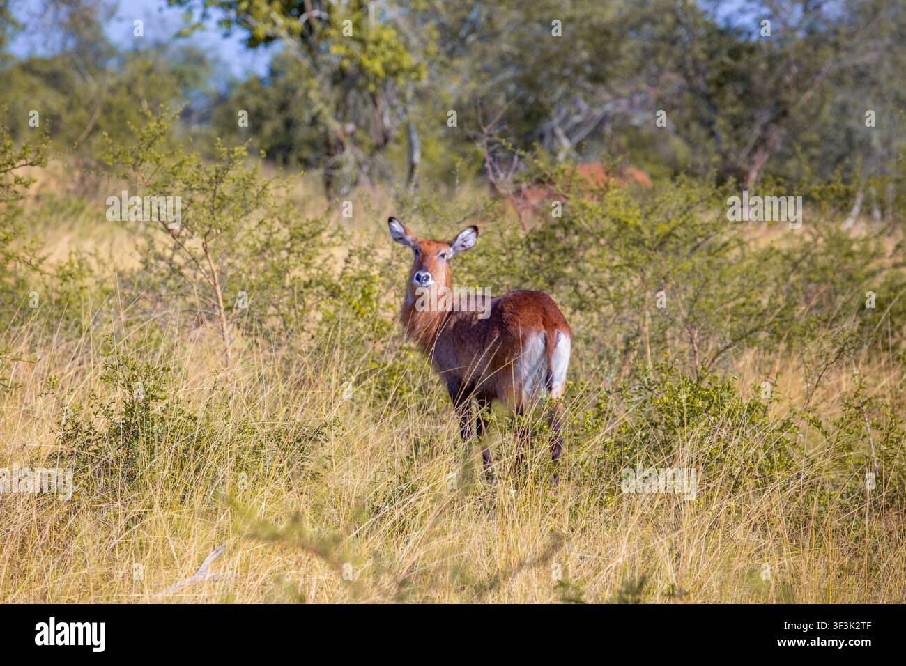 Vista di un waterbuck in piedi tra l'alta erba dorata del Parco Nazionale del Lago Mburo a Kiruhura, Regione Occidentale, Uganda. Foto Stock