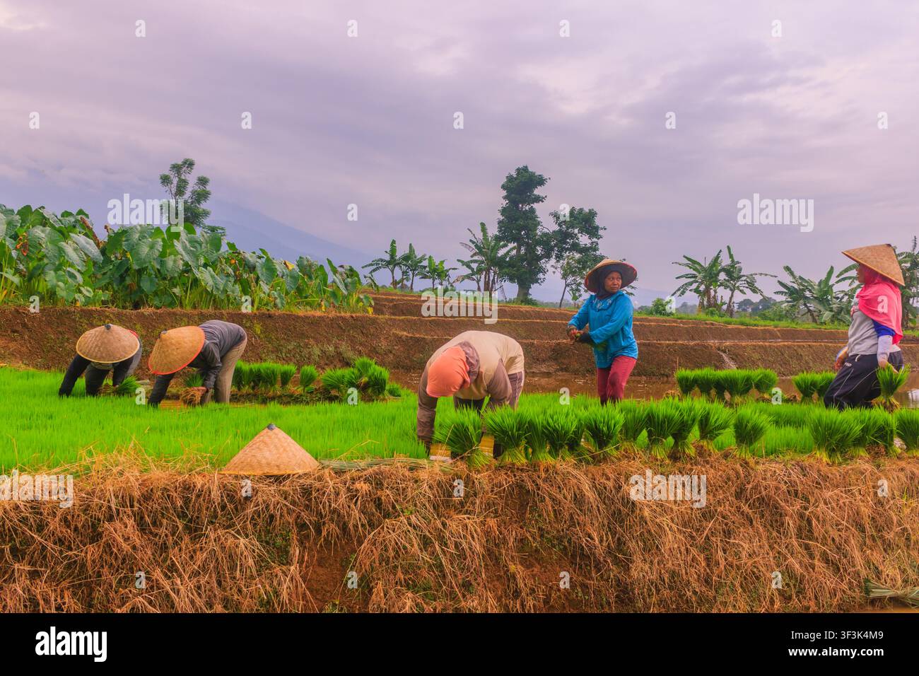 Vista di contadini che indossano cappelli conici tradizionali e piantano piantine di riso nelle lussureggianti terrazze di riso di Jatiluwih a Penebel, Bali, Indonesia. Foto Stock