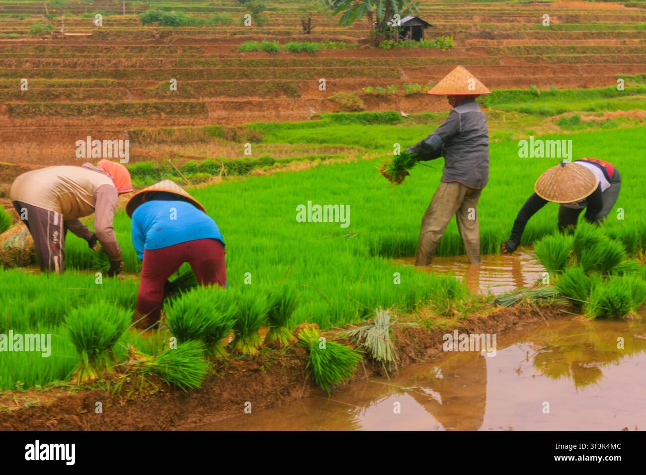 Vista di contadini che indossano cappelli a cono e piantano piantine di riso nelle lussureggianti terrazze di riso di Jatiluwih a Penebel, Bali, Indonesia. Foto Stock