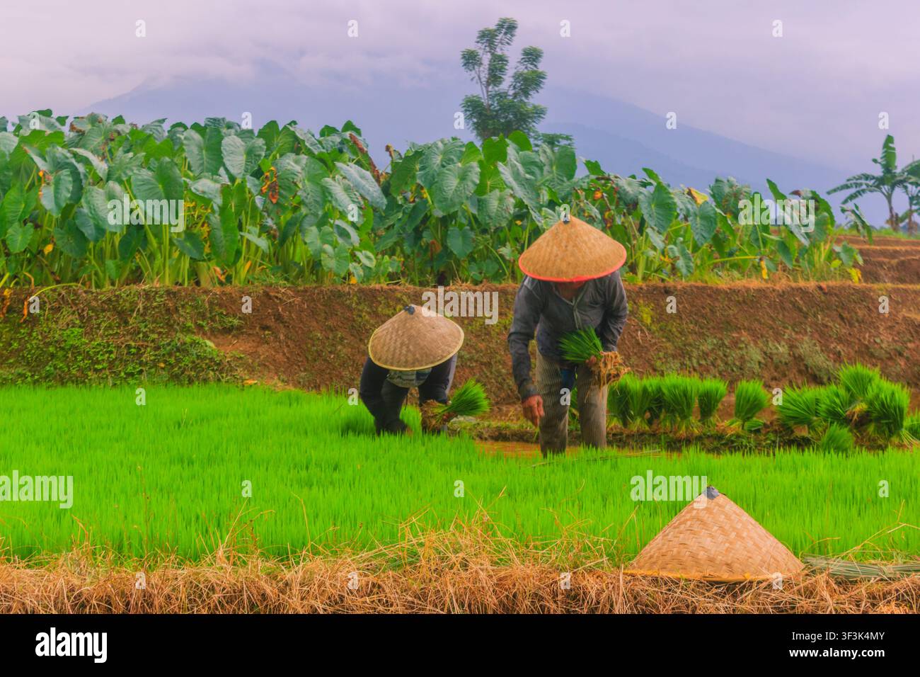Vista di contadini che indossano cappelli conici tradizionali e piantano piantine di riso nelle rigogliose terrazze di riso verdi di Jatiluwih con piante di taro a Penebel, Bali Foto Stock