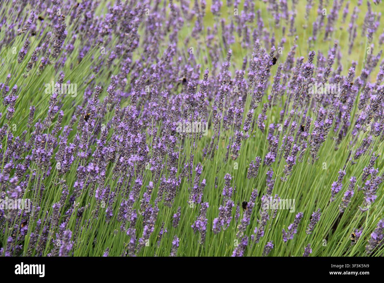Un numero di api che impollinano i fiori della pianta di lavanda. Foto Stock