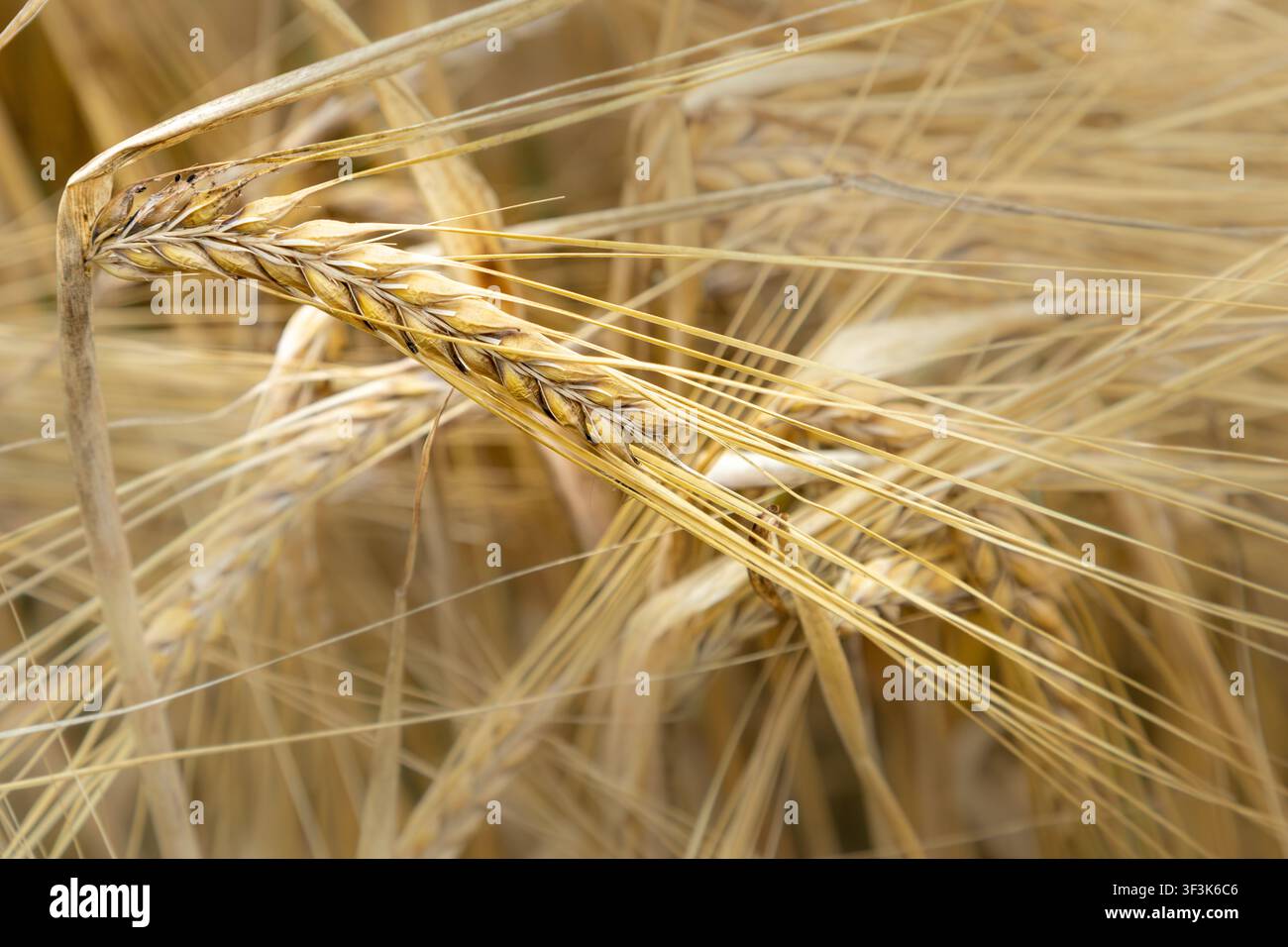 Spiga di orzo maturo con lunghe aristette circondata da spighe dorate Foto Stock