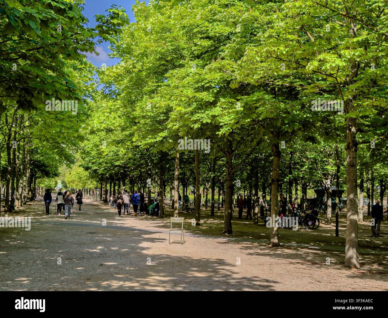 Un viale alberato nel Jardin du Luxembourg, un grande parco pubblico situato nel 6° arrondissement di Parigi, Francia Foto Stock