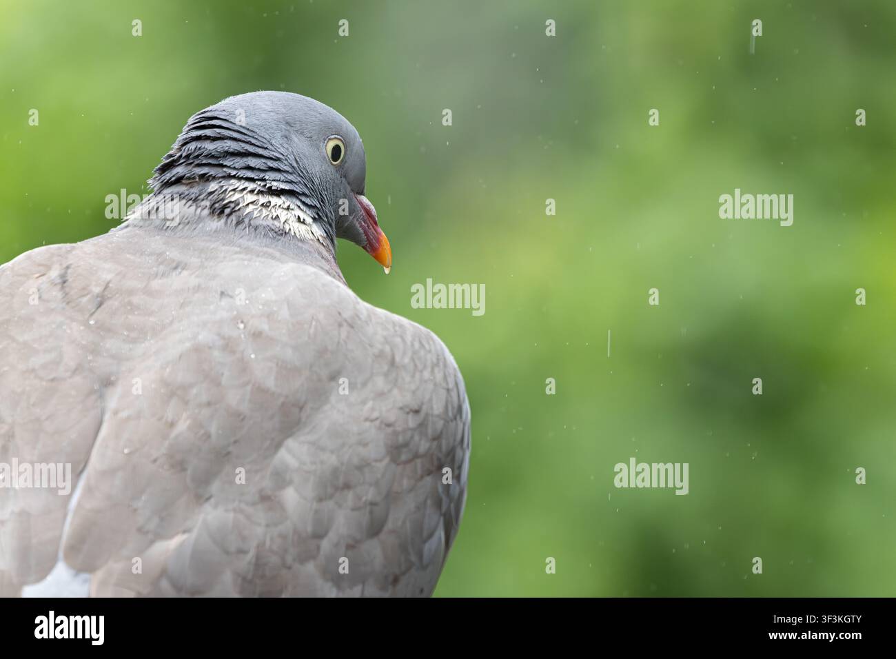 Woodpigeon (Columba palumbus) Foto Stock