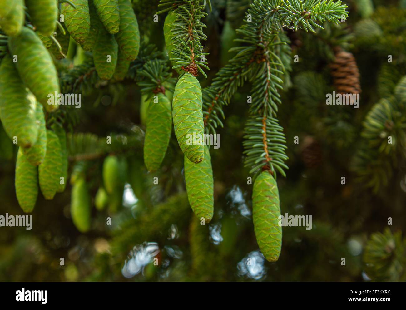 Prima vista di coni di abete verde freschi appesi a rami sempreverdi. Sfondo di foresta naturale con fogliame di conifere vivace, che mostra la crescita primaverile Foto Stock
