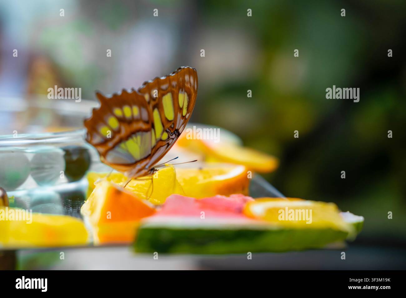 Foto stock farfalla neon Foto Stock