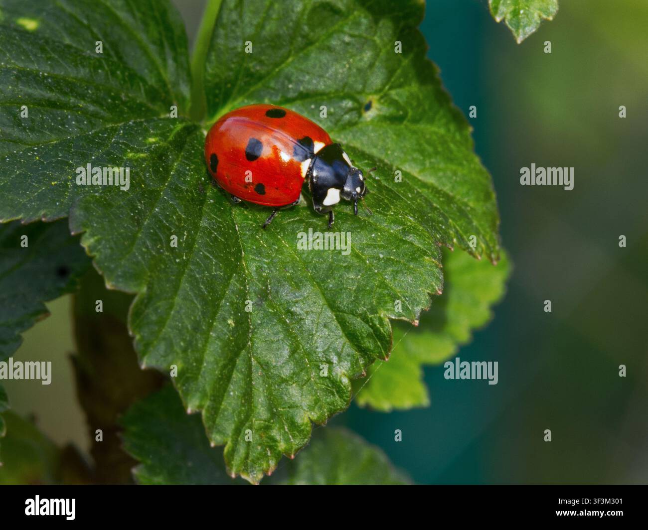 Coccinella a sette punti (Coccinella septempunctata) seduta su una foglia di ribes verde in un giardino. Foto Stock