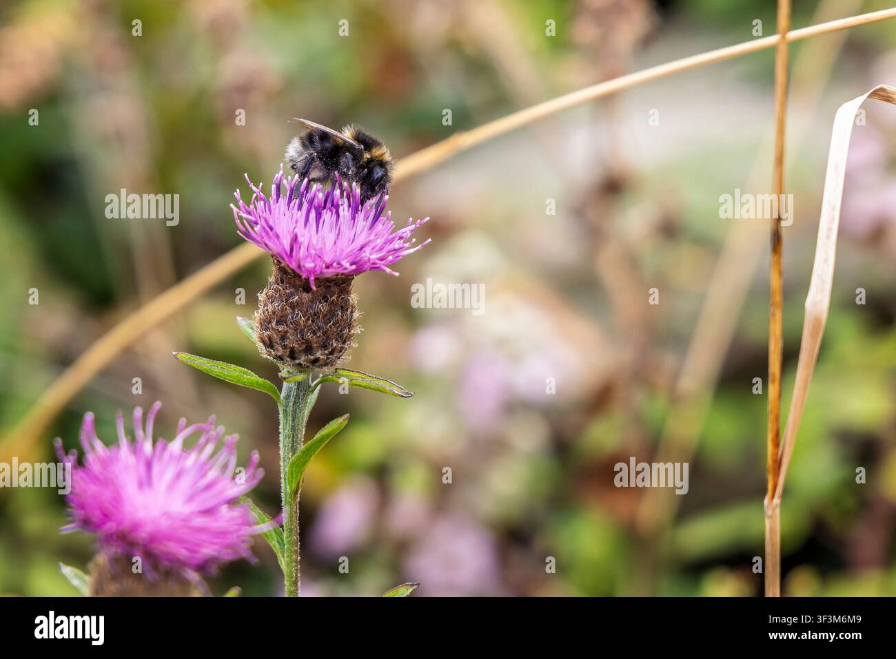 Prima vista di un'ape che raccoglie polline dal fiore rosa di un piccolo cardo ad Anglesey, Galles Foto Stock
