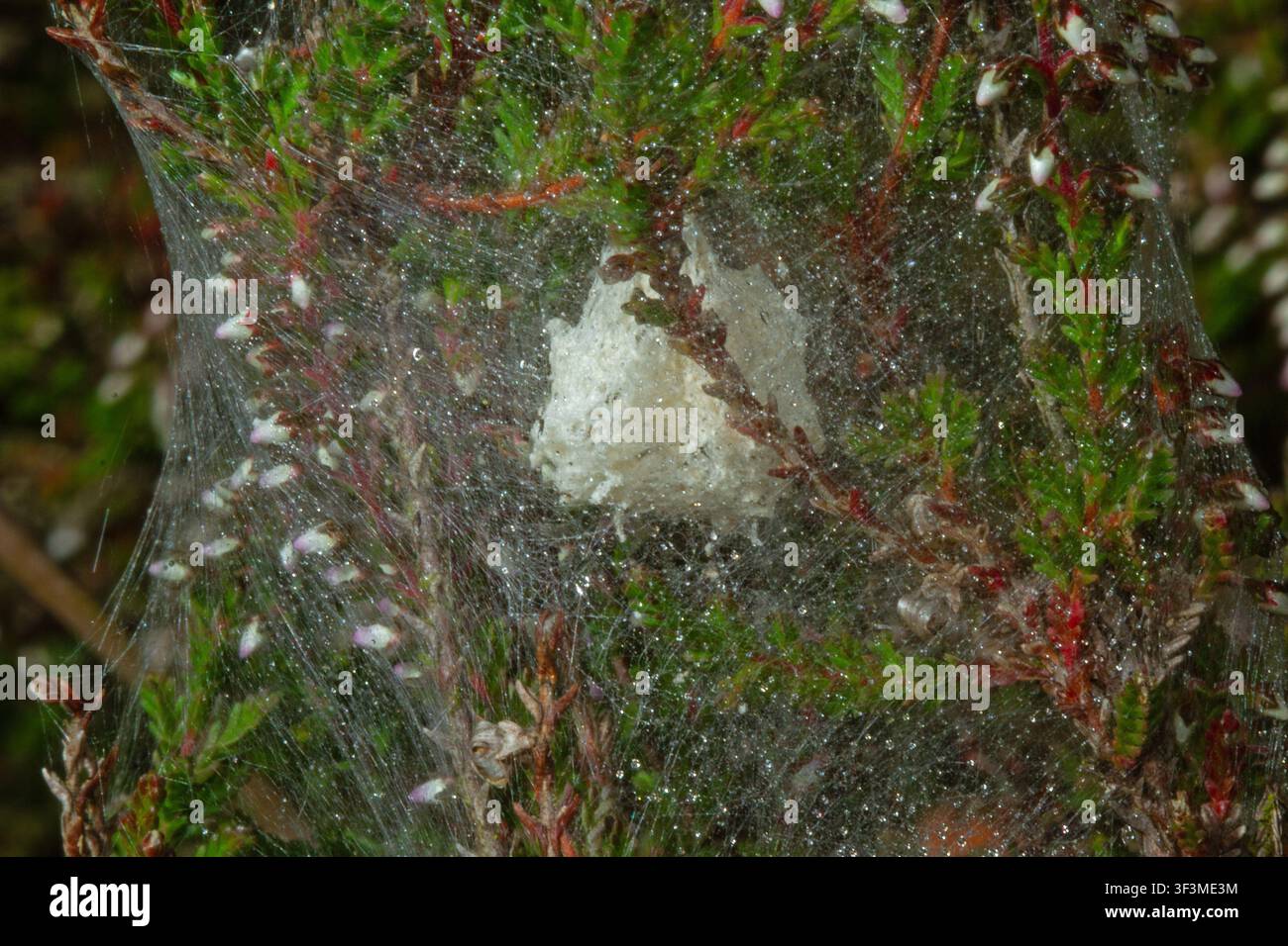 Rete di nido di ragno predatore, conosciuta anche come ragno astuto, nell'erica in fiore Foto Stock