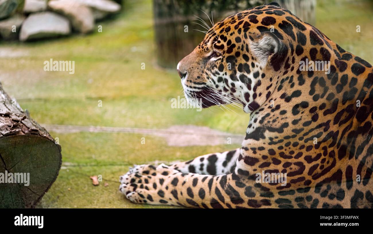 Jaguar che riposa sull'erba con mantello maculato e sguardo vigile Foto Stock