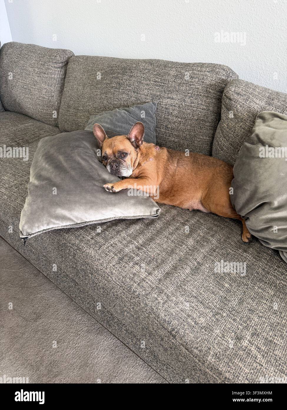 Un bulldog francese dall'aspetto triste su un divano che appoggia la testa su un cuscino. Foto Stock
