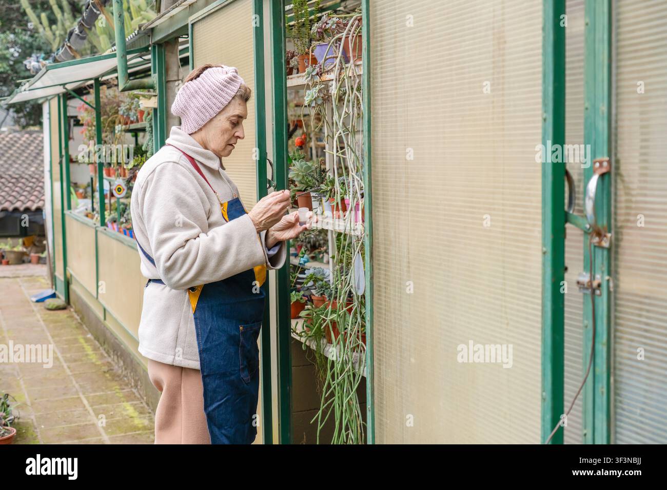 Donna anziana concentrata con fascia di maglia rosa e grembiule di jeans che cura con attenzione piccoli vasi di succulente colorate esposti su scaffali alla finestra di una serra Foto Stock