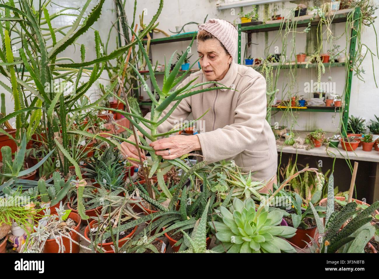 Donna anziana concentrata con fascia di maglia rosa maneggia con cura piante di aloe alte con entrambe le mani nella sua serra domestica, circondata da echeveria, hawo Foto Stock
