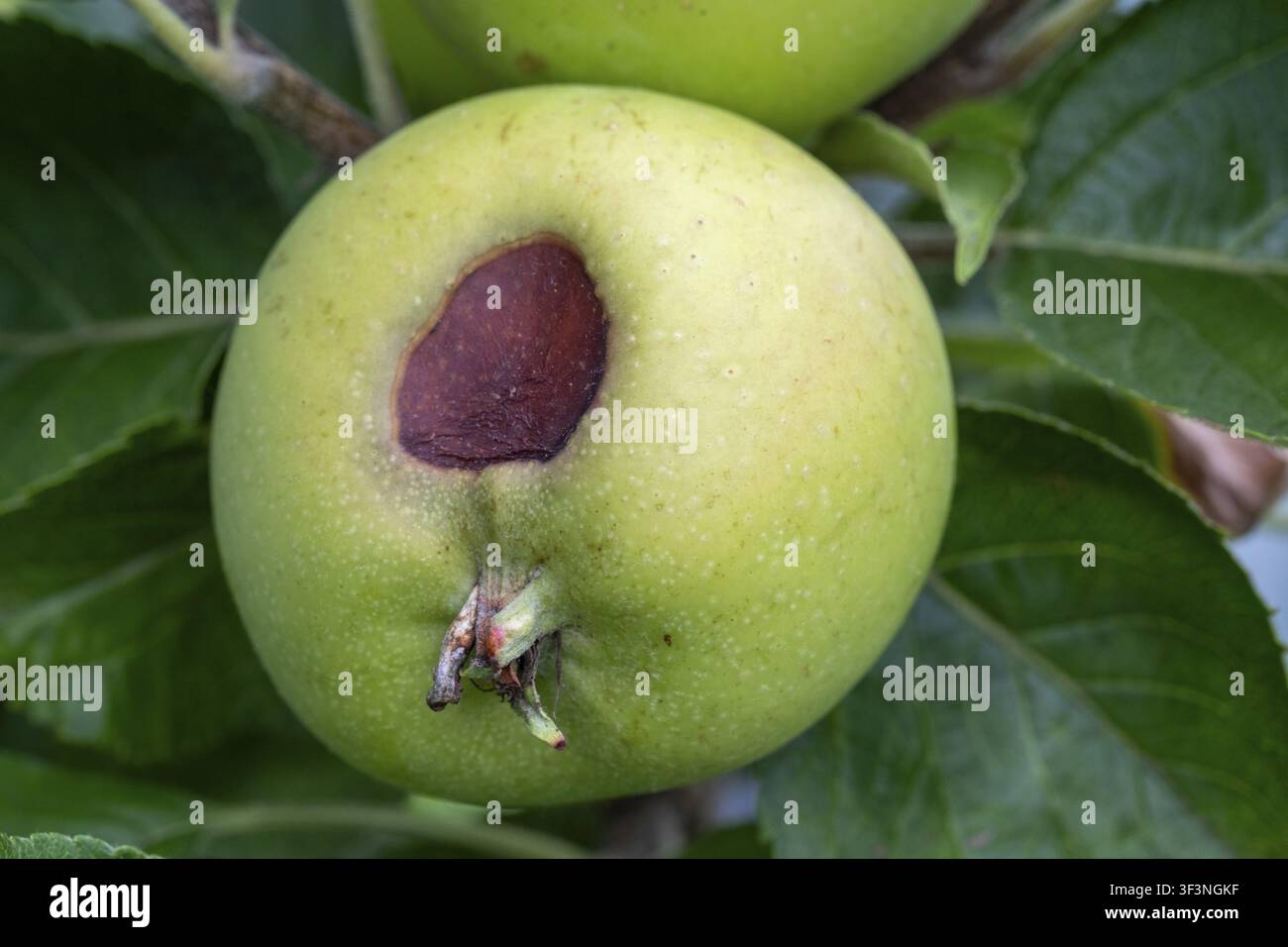 Mela verde su un ramo d'albero che mostra segni di marciume bruno e decadimento, Borken, NRW, Germania Foto Stock