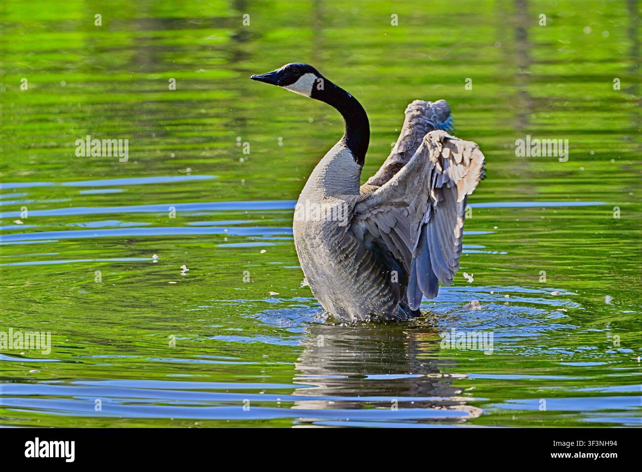 Un'oca canadese selvatica (Branta canadensis), che sbatte le ali dopo un bagno per liberare l'acqua dalle sue piume bagnate Foto Stock