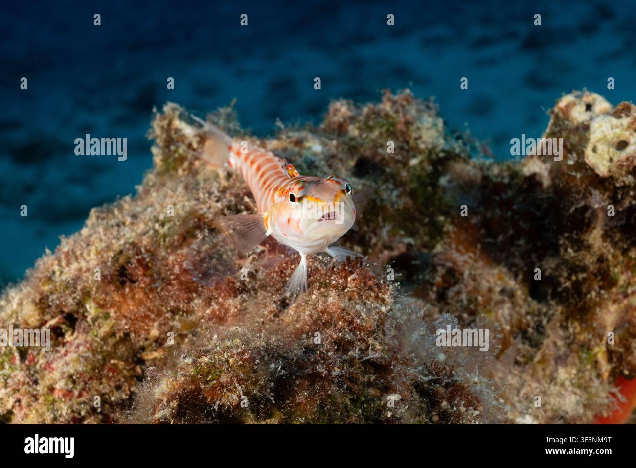 Persico di sabbia maculato di rosso, Parapercis schauinslandi, Honokohau, North Kona, Hawaii (la Grande Isola), USA (Oceano Pacifico centrale) Foto Stock