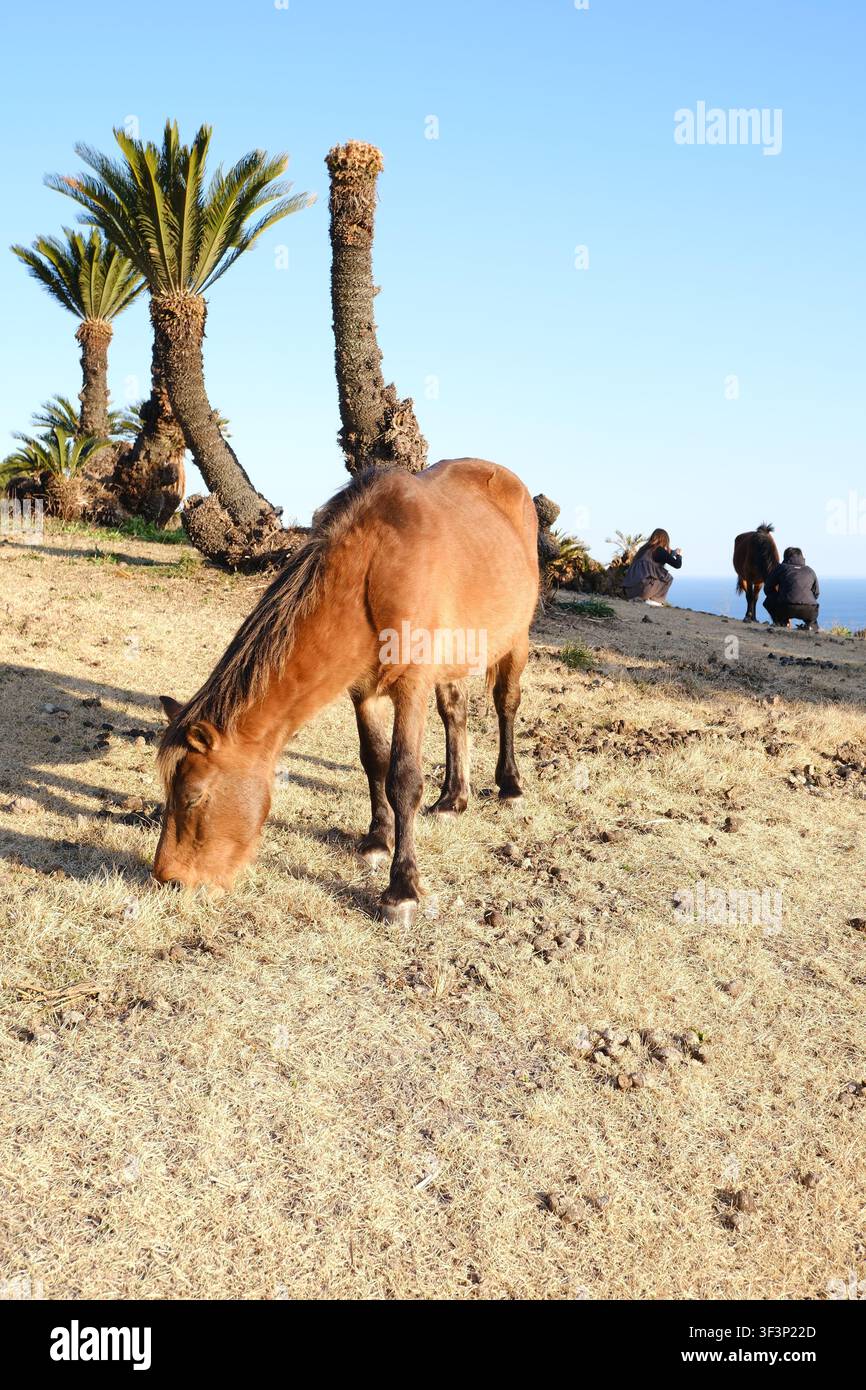 Un cavallo Misaki selvatico che pascola su un campo erboso davanti a palme da sagù sotto un cielo blu terso al Capo Toi in Giappone. Foto Stock