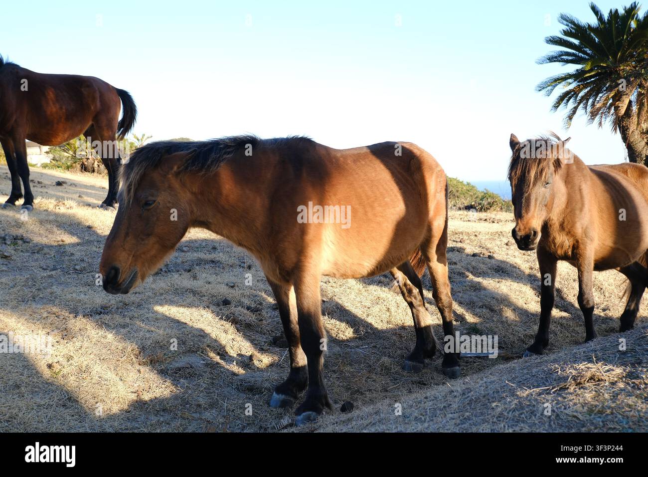 Cavalli selvatici di Misaki che pascolano e stanno su una collina erbosa sotto la luce del sole al Capo Toi in Giappone. Foto Stock