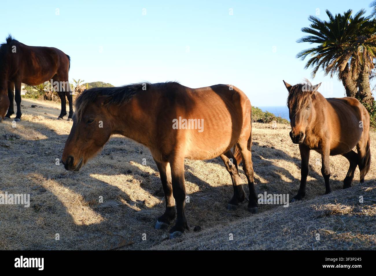 Cavalli selvatici di Misaki che pascolano e stanno su una collina erbosa sotto la luce del sole al Capo Toi in Giappone. Foto Stock