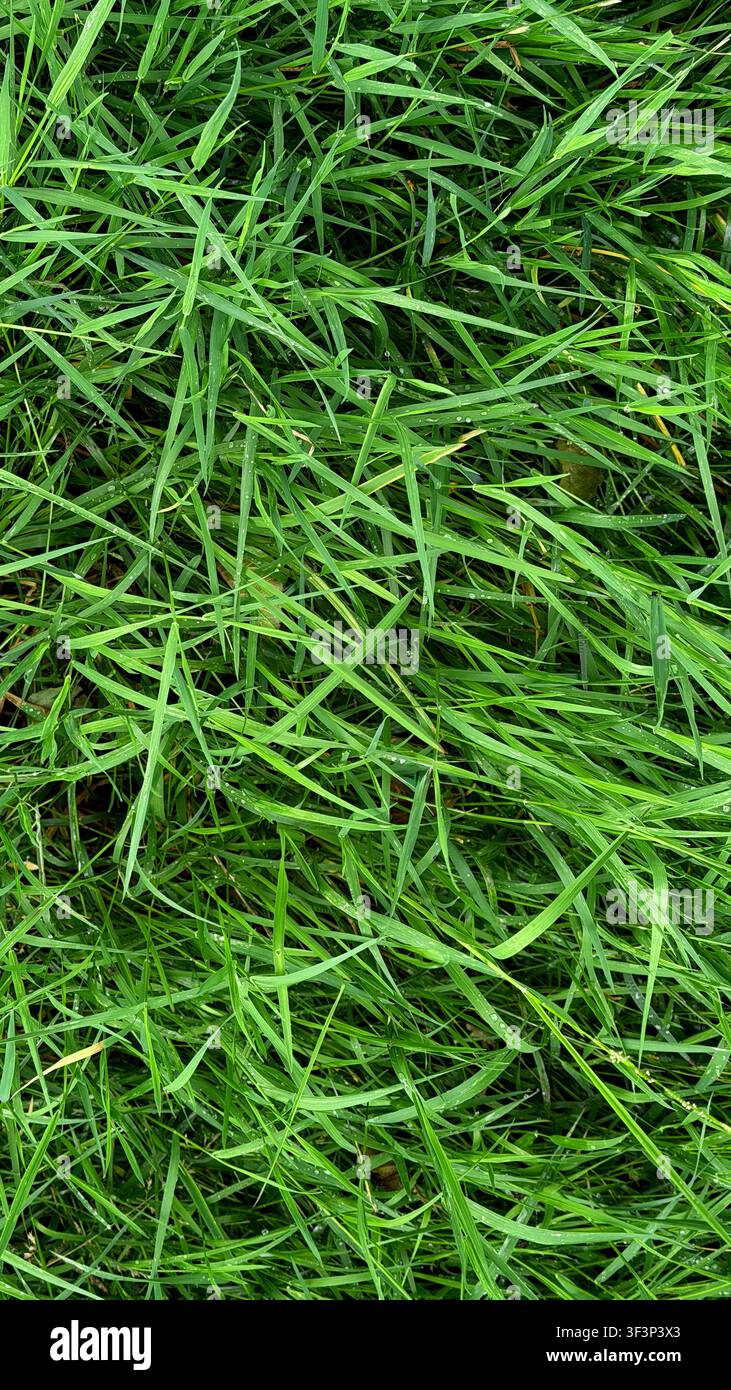 Prima vista di lussureggianti foglie d'erba verde con lunghezze e texture variabili, che mostrano un ambiente naturale all'aperto Foto Stock