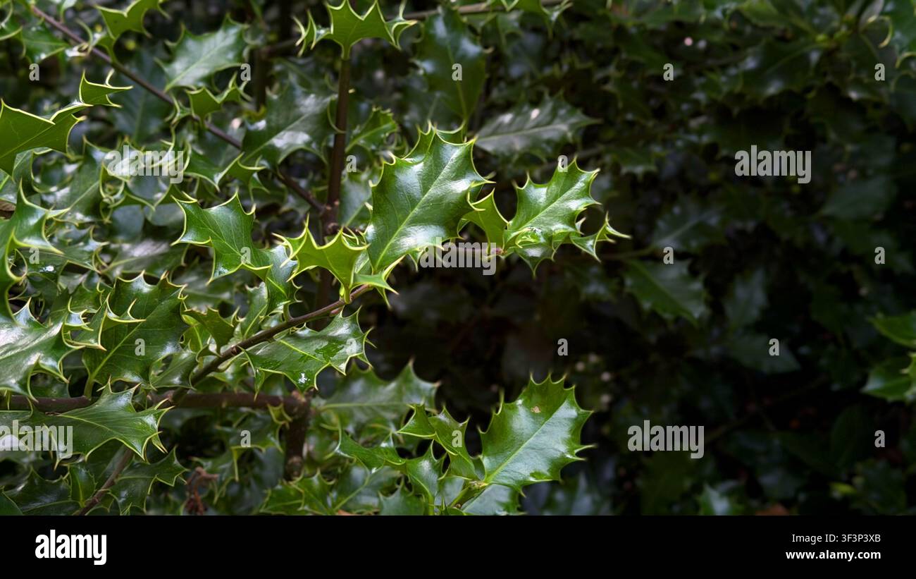 Foglie di agrifoglio verdi con spine affilate e superficie lucida, ammassate dense su uno sfondo scuro Foto Stock