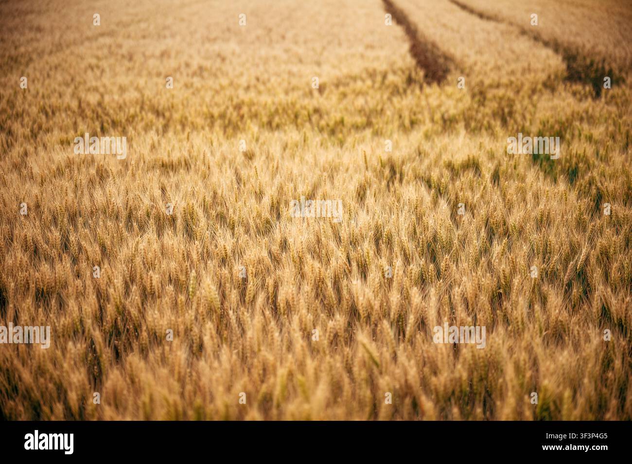 Campo di grano dorato al tramonto con tracce di trattore su un vasto paesaggio rurale di terreno agricolo, messa a fuoco selettiva Foto Stock