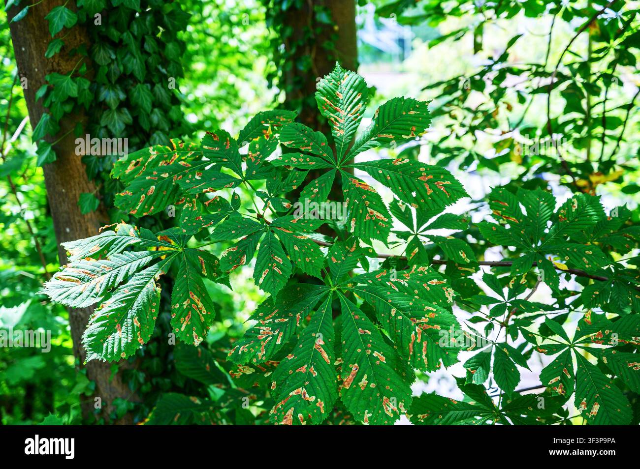 Foglie di castagno verde con macchie marroni causate da malattia o danni da insetti. Foto Stock