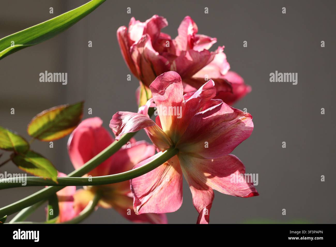 Fiori di tulipano che ondeggiano sotto il sole Foto Stock