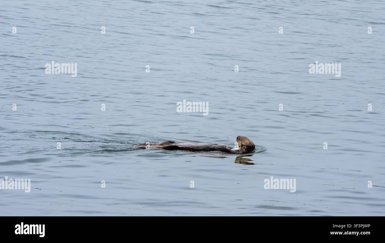Lutra che nuota nella Morrow Bay, Morro Bay State Park, sulla Pacific Coast Highway, California. Foto Stock