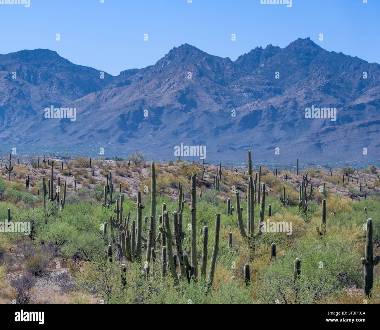 Panoramica del deserto di Sonora, Cactus Forest Drive, distretto delle montagne Rincon, Parco nazionale di Saguaro, Arizona. Foto Stock
