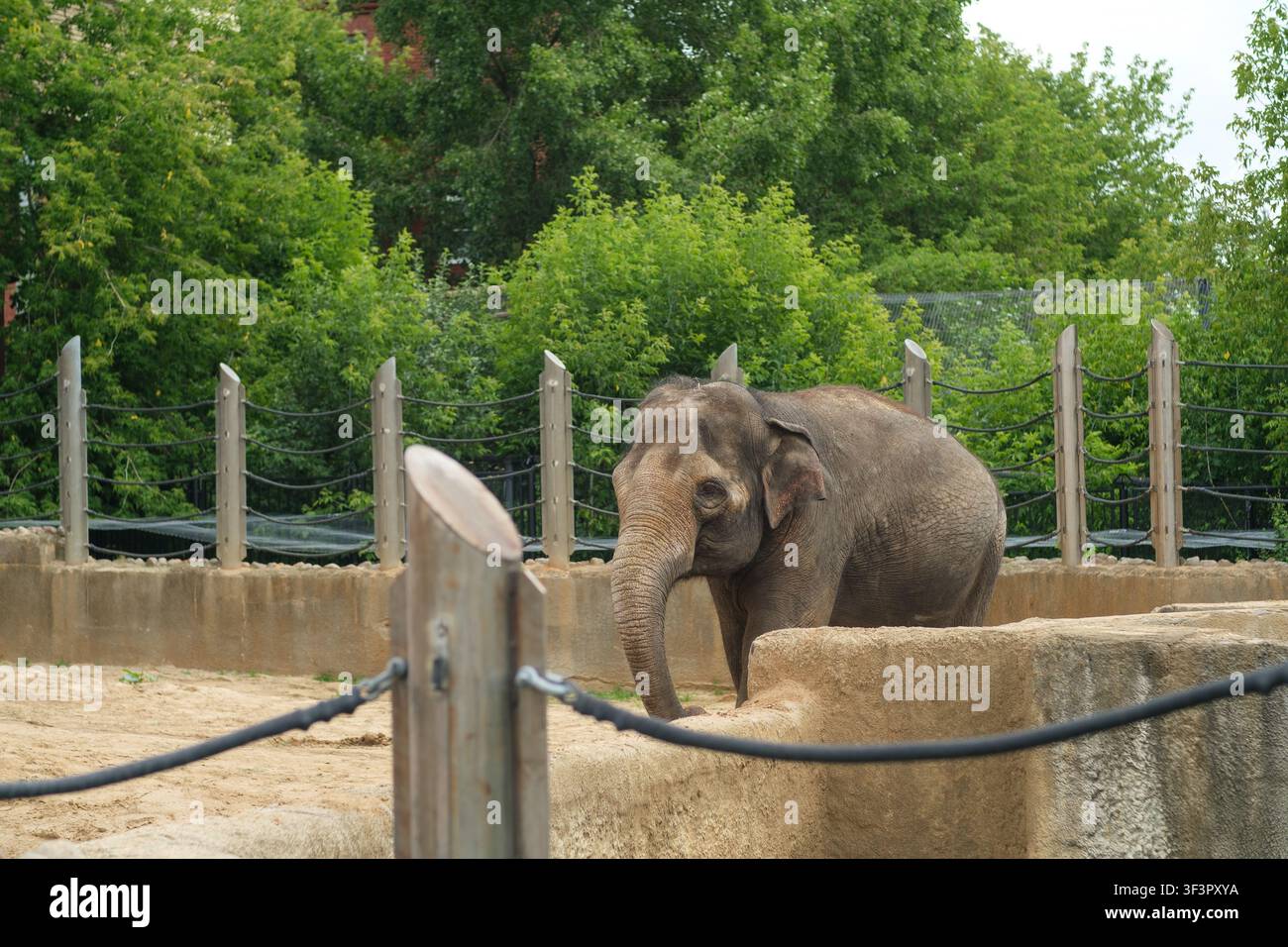 Elefante asiatico che cammina in un recinto zoo circondato da alberi verdi e barriere di legno con corde per la sicurezza dei visitatori Foto Stock