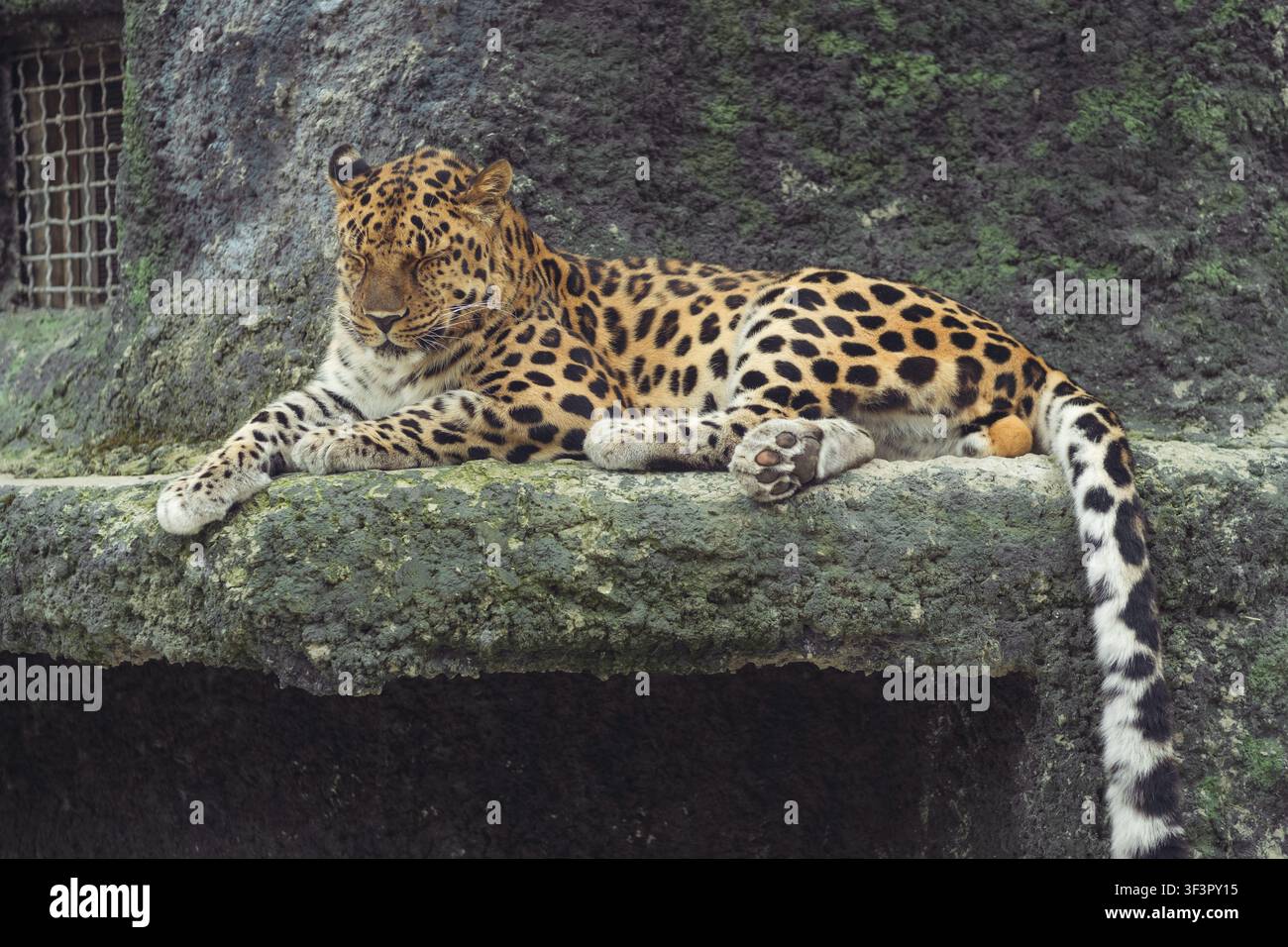 Leopardo che riposa su una superficie rocciosa, mostrando i caratteristici motivi del mantello e una lunga coda in un ambiente naturale Foto Stock