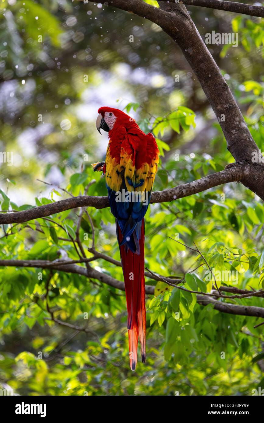 Un vivace Ara macao (Ara macao) si appollaia su un ramo muschioso in mezzo alla pioggia che cade in una lussureggiante foresta pluviale tropicale Foto Stock
