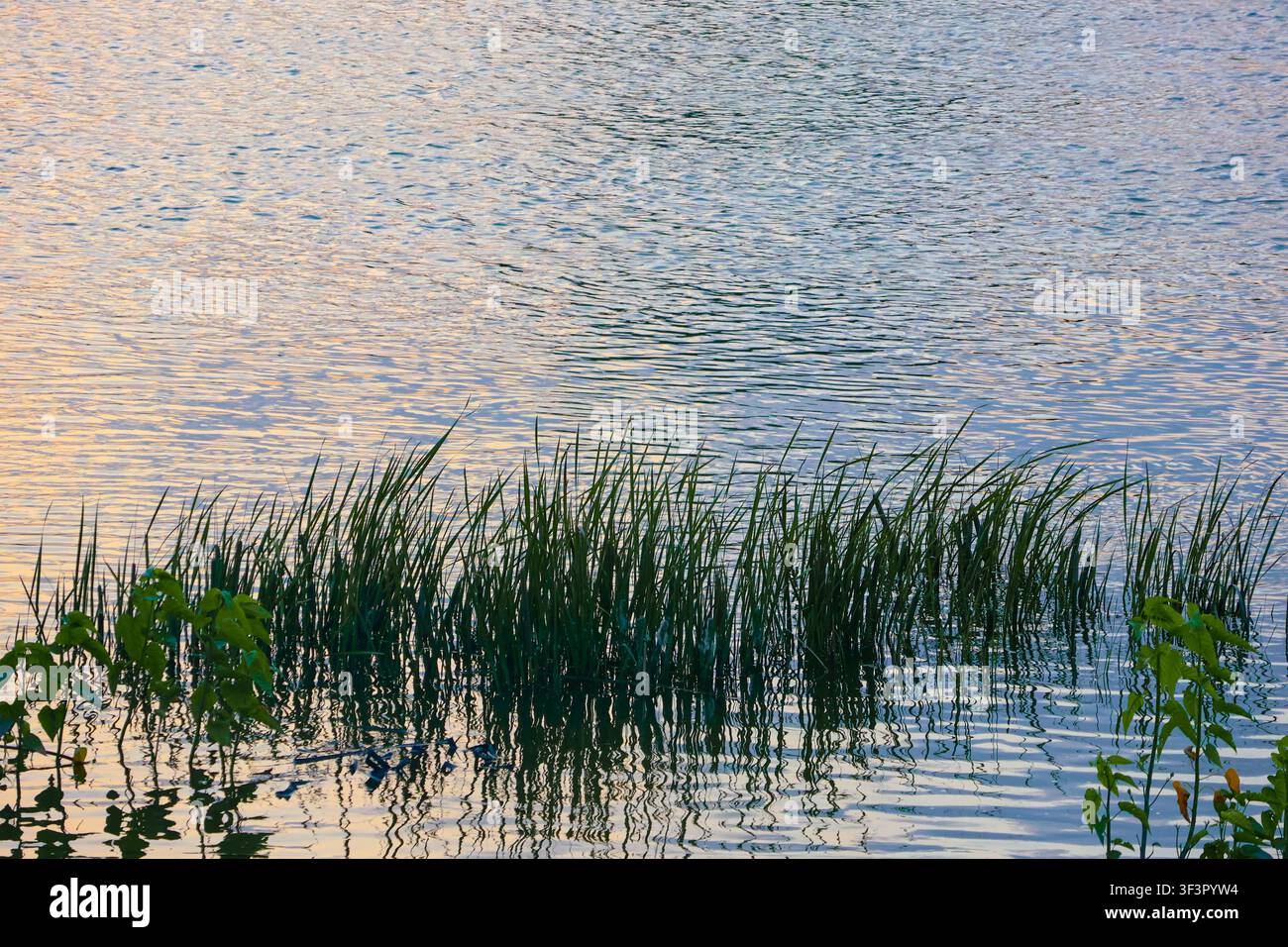 Acqua di lago tranquilla con canne verdi e riflessi naturali. Una scena acquatica calma con alti canneti lungo la riva e riflessi morbidi. Foto Stock