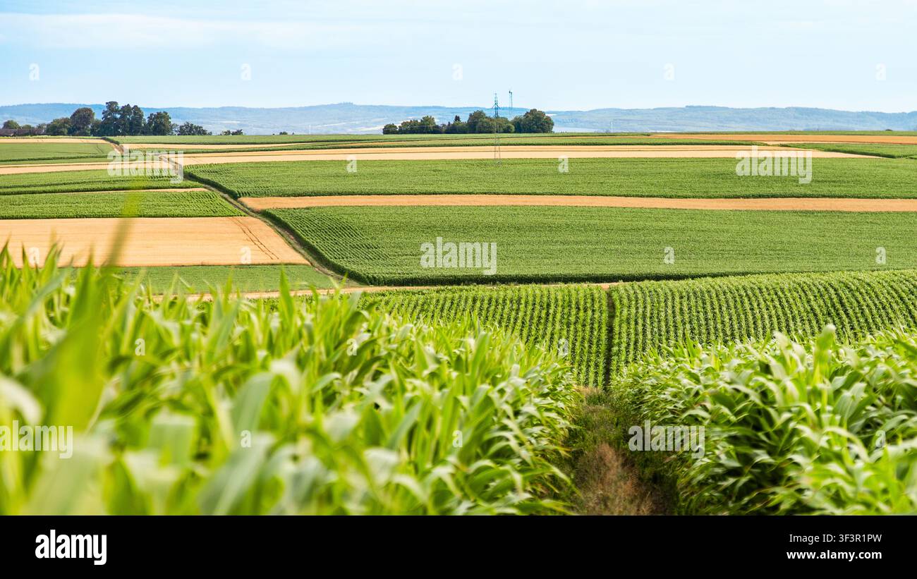 Paesaggio agricolo a patchwork con campi di mais e strisce coltivate Foto Stock