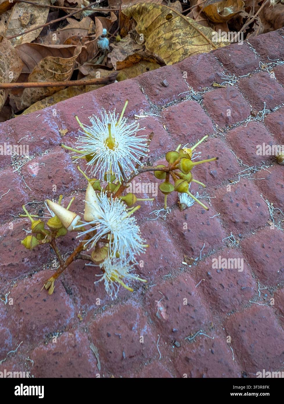 Piccola capsula di seme essiccata di eucalipto (Eucalyptus globulus) con fibre bianche disposte a forma di stella su terreno di pietra rossa nell’Uttarakhand, India Foto Stock