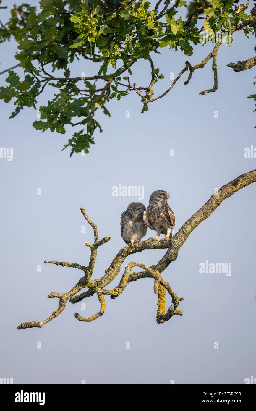 Piccola civetta giovanile, Athene noctua, e adulto appollaiato su un ramo di quercia. Staffordshire rurale, Inghilterra, Regno Unito Foto Stock