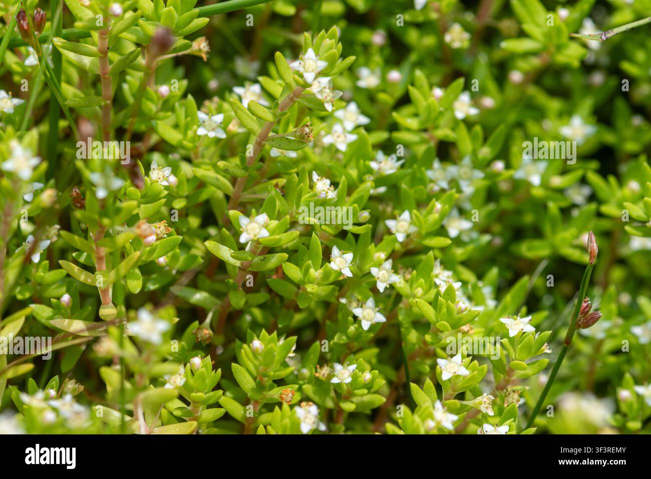 Crassula helmsii (conosciuta anche come pietra di palude australiana o erba nana della Nuova Zelanda), una pianta acquatica e semi-acquatica invasiva nel Regno Unito Foto Stock