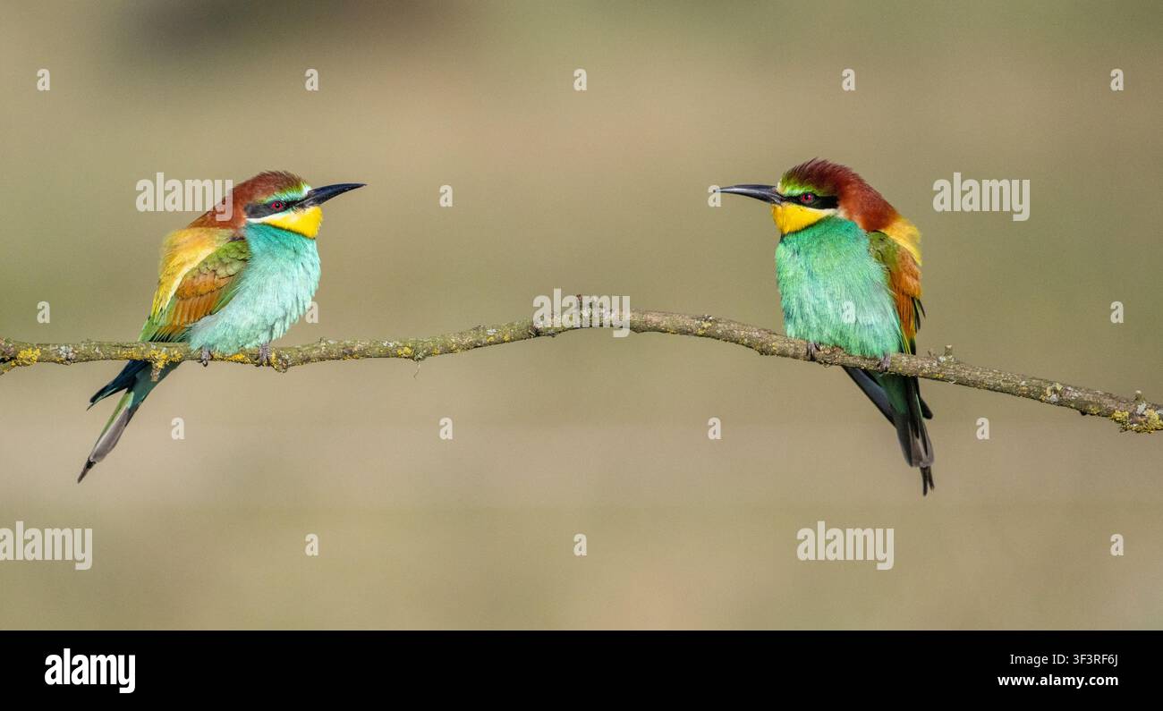 Due apiastre europee (Merops apiaster) Foto Stock