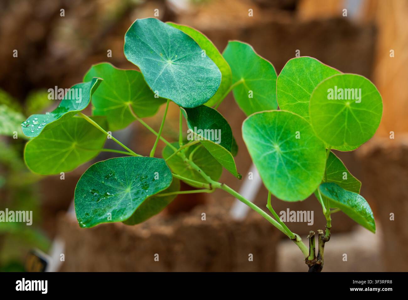 Una pianta sana di Stephania Erecta caudex che mostra foglie verdi rotonde a forma di scudo cosparse di goccioline di rugiada mattutina Foto Stock