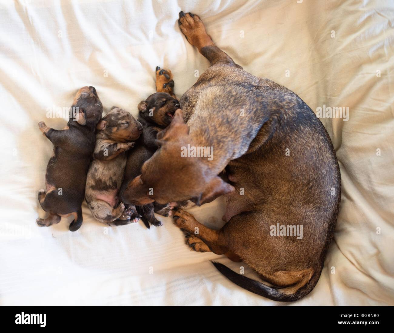 Cane marrone riposa su una coperta bianca con quattro cuccioli addormentati, evidenziando i loro diversi colori e motivi del pelo in un ambiente interno confortevole Foto Stock