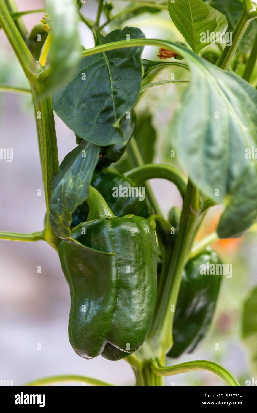 Peperone verde che cresce in un giardino Foto Stock