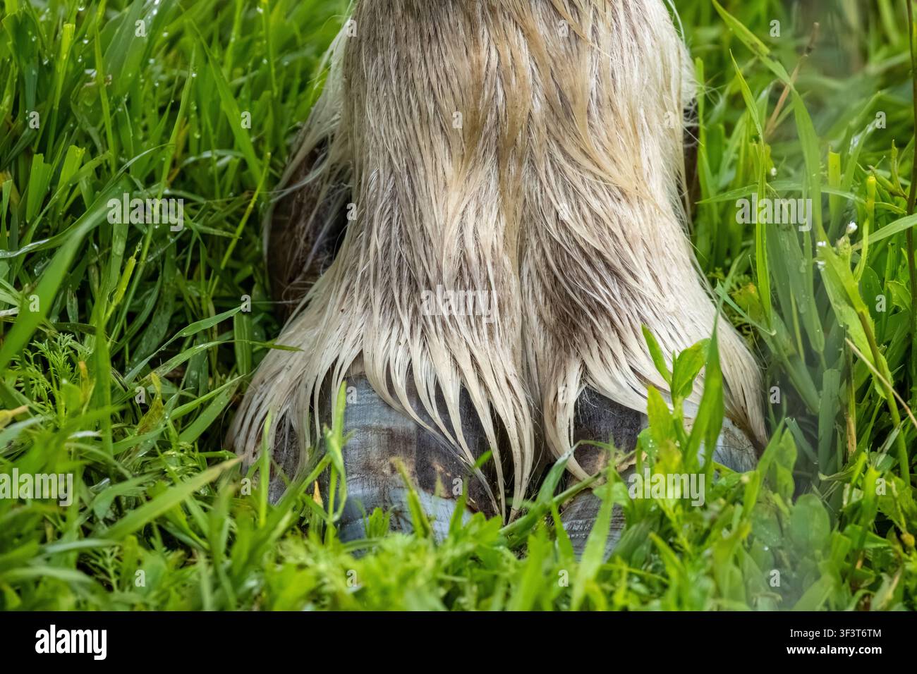 Alce muschiato Ovibos moschatus zoccolo diviso e pelo lungo e bagnato in piedi tra l'erba verde fitta a Palmer in Alaska USA Foto Stock