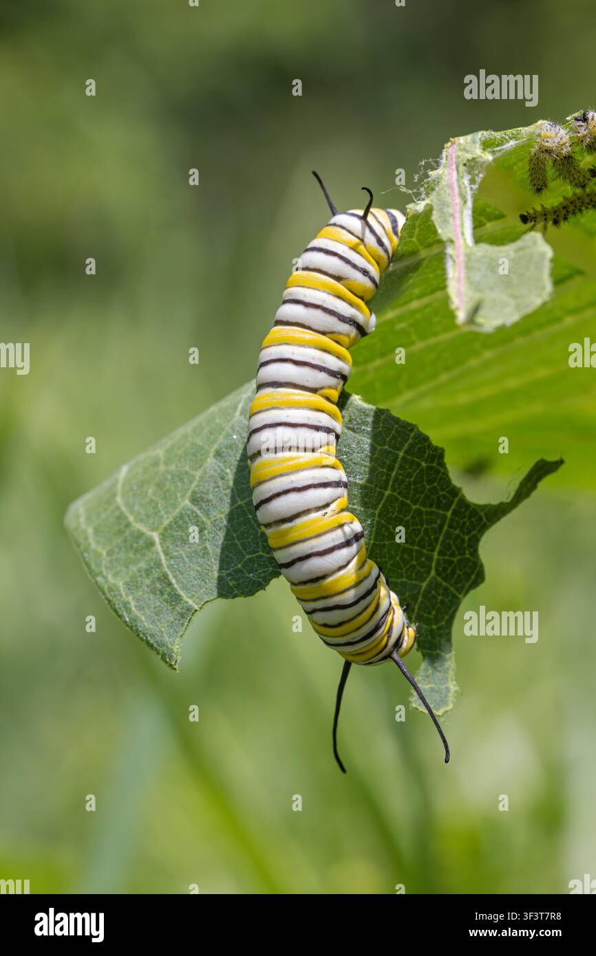 Una larva di farfalla monarca al quinto stadio (Danaus Plexippus) che mangia una foglia di latte selvatico comune (Asclepias syriaca) in Iowa. Foto Stock